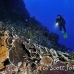 coral_lettuce_bro_l_n_h_0048_egy0477.jpg